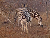 Zebras posing