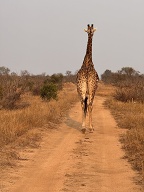 Nice giraffe bum shot