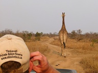 Nice giraffe bum shot