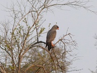 Dark Chanting Goshawk