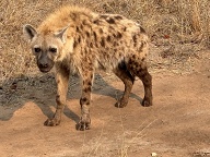 "Laughing" hyaena