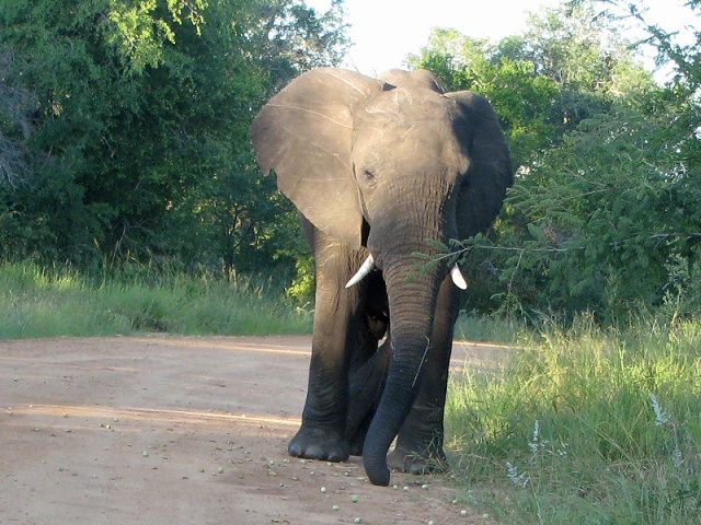 Elephant in Kruger