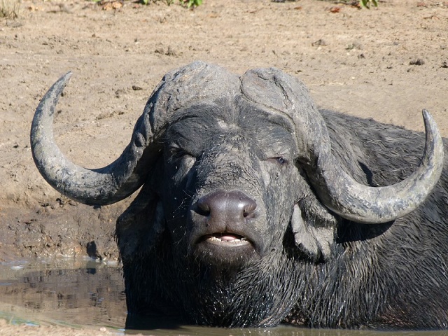 Buffalo in Shindzela