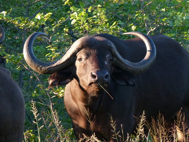 Buffalo in Shindzela