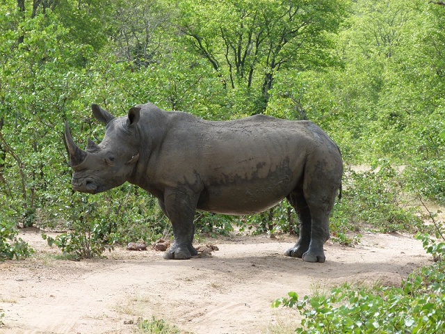 White Rhino in Shindzela