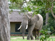 That is our tent in the background! He came for the maroela berries.