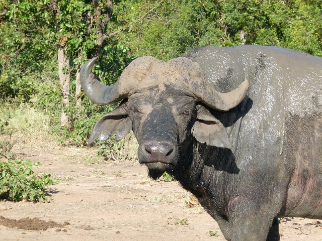 Buffalo in Shindzela