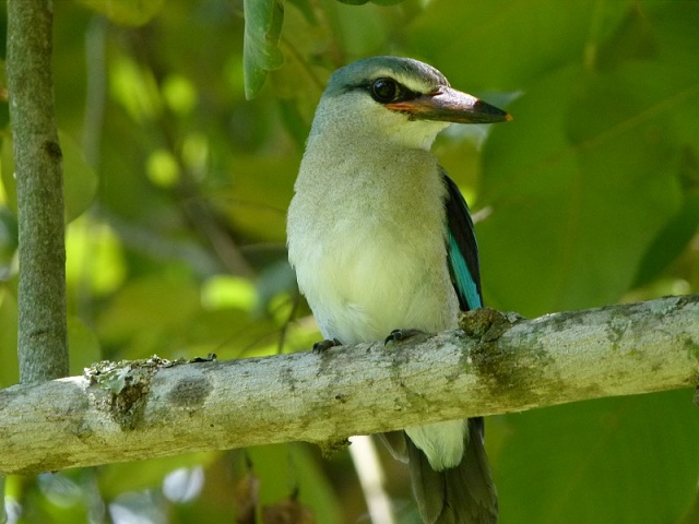 Woodland Kingfisher