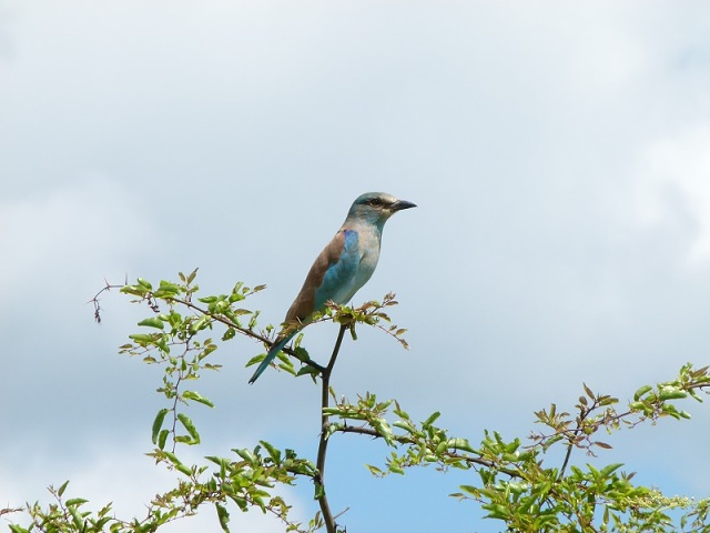 European Roller