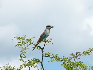 European Roller : Summer visitor to the Kruger Park.