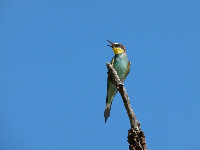 European Bee Eater