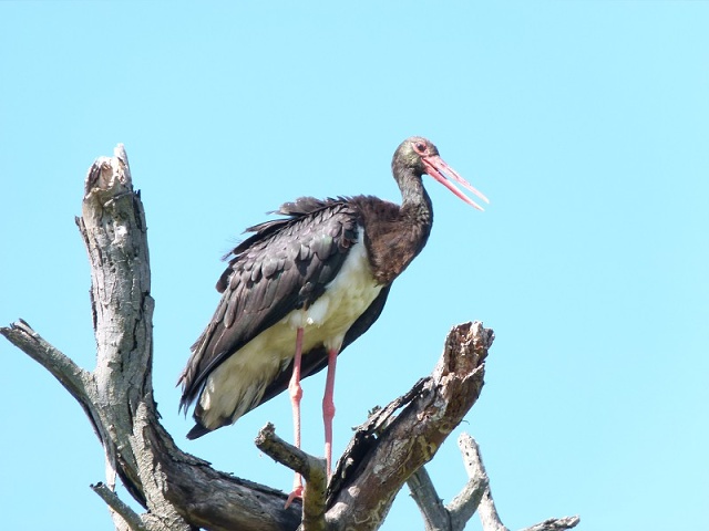 Black Stork