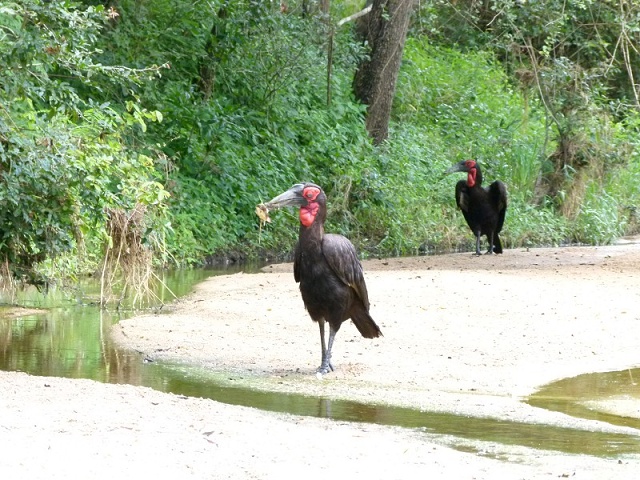 Ground Hornbill