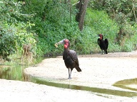 Ground Hornbill : Uncommon resident in the Kruger Park.