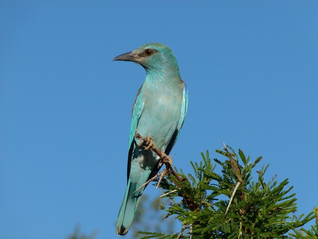 European Roller