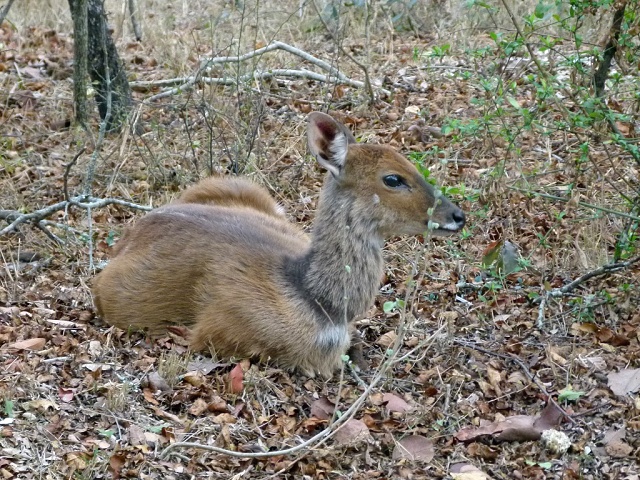 Bushbuck