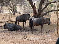 Wildebeest in the Kruger Park