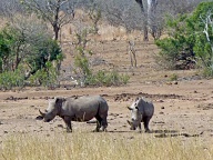 White Rhino in the Kruger Park