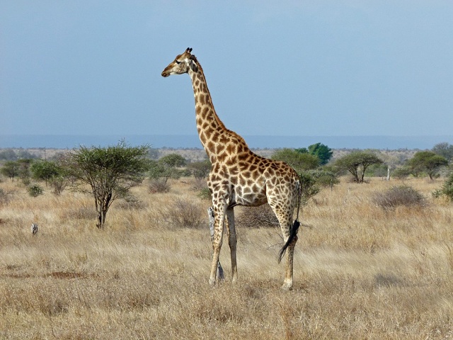 Giraffe