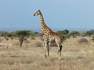 A lone Giraffe silhouetted in the Kruger Park