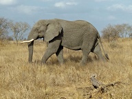 A fair sized Elephant in the Kruger Park