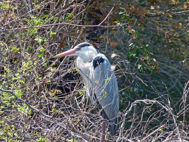 Grey Heron