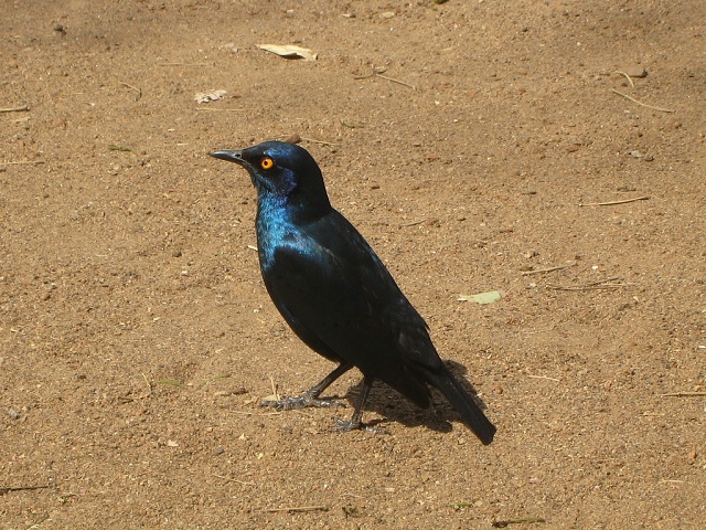 Blue Eared Glossy Starling