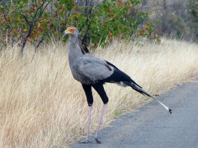 Secretary Bird