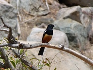 Spotted at the rest area next to the Phalaborwa gate, Kruger Park.