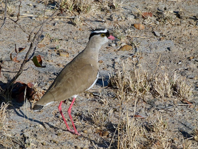 Crowned Plover