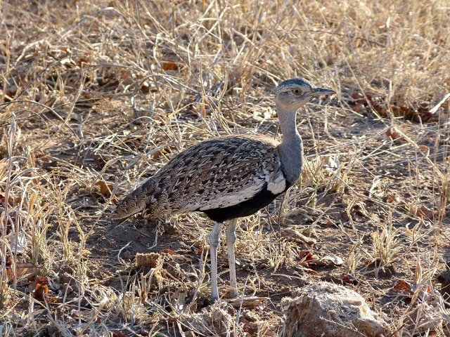 Red Crested Korhaan