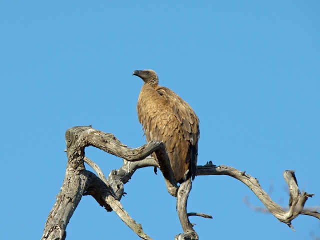 White Backed Vulture?