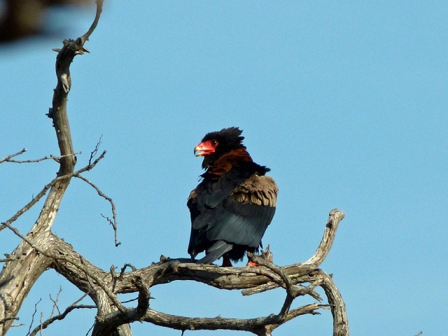 Bataleur Eagle