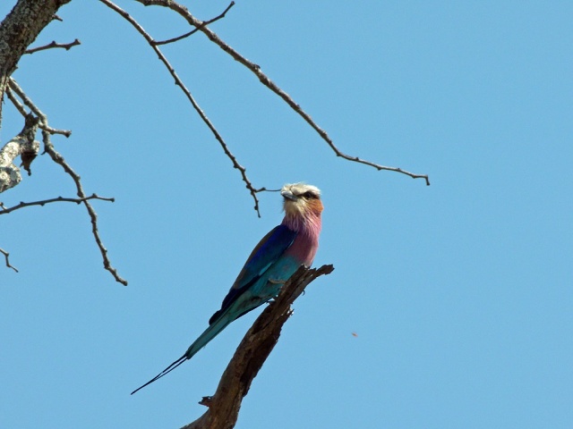 Lilac Breasted Roller