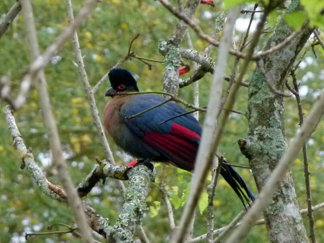 Purple Crested Loerie