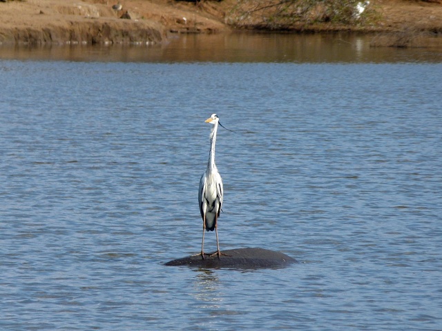 Grey Heron on Hippo's Back