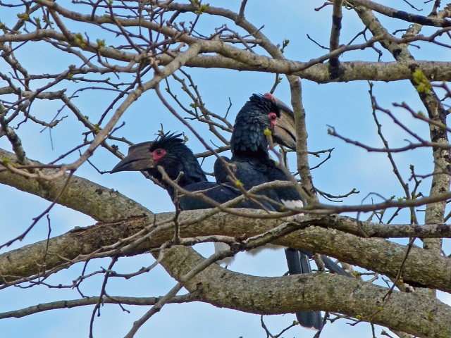 Trumpeter Hornbills