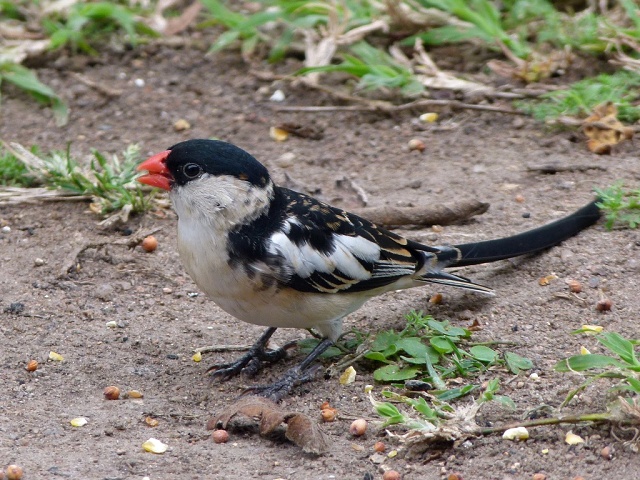 Pintailed Whydah