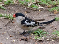 Male Pintailed Whydah in breeding plumage. Very aggressive to other birds during the mating season. Photo taken at Sabi River timeshare.