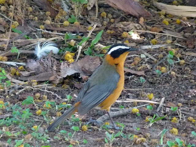 Heuglin's Robin