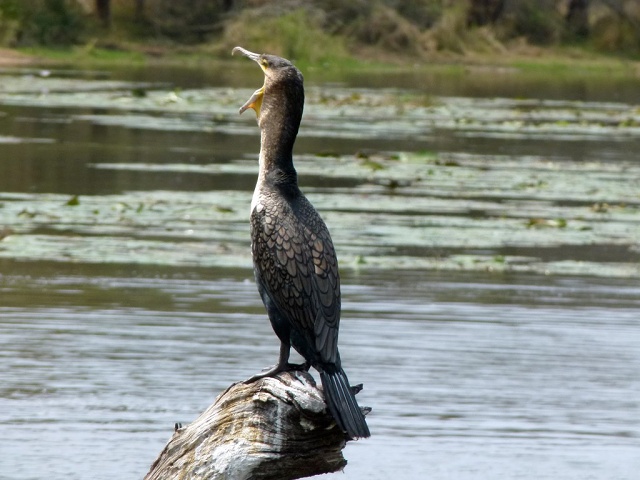 Reed Cormorant