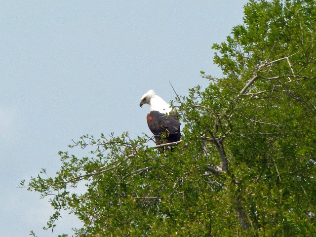 African Fish Eagle