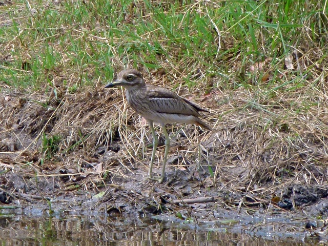 Water Dikkop / Thick Knee