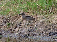 Photo taken at Skukuza bird hide.